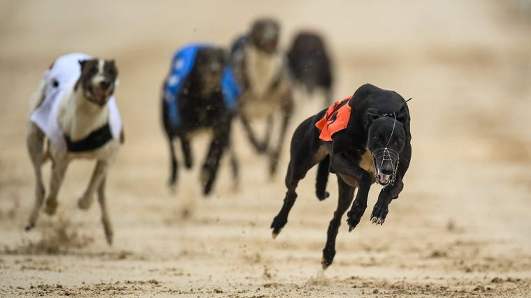 Trainer Anton Butler plays a blinder to record greyhounds double
