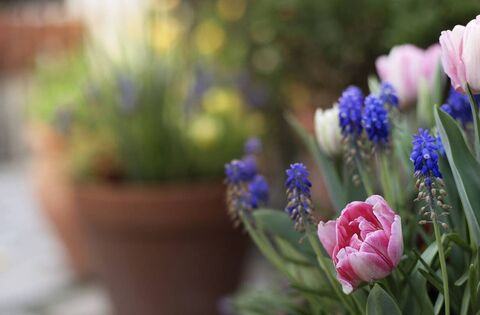 There is always space for bulbs in your life