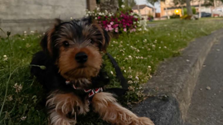 International Dog Day 2026: Do you have the cutest dog in Ireland? Send us your photos to show them off