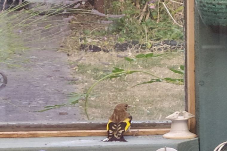 Was this bird on our back porch one of the finch species?