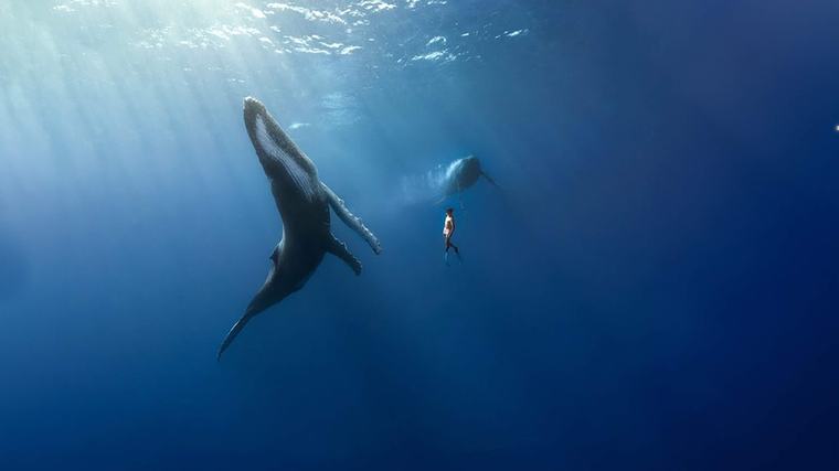 Climate Changemakers: ‘Dancing with a wild whale was the most incredible experience of my life – now I want to save them’