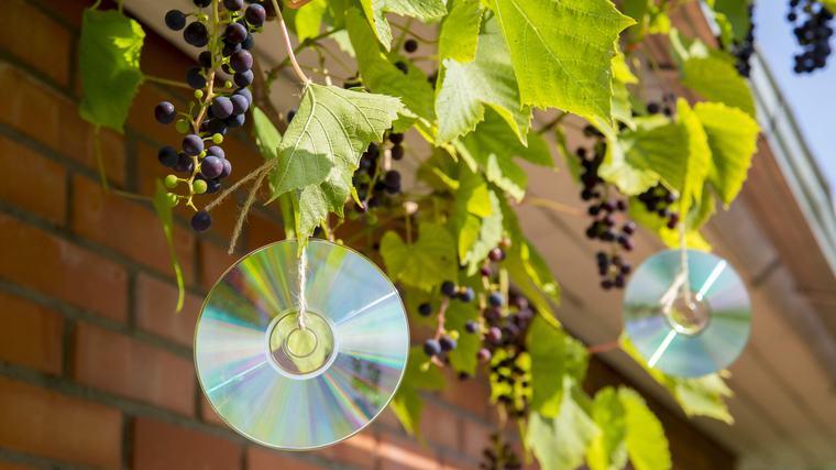Diarmuid Gavin: Beer traps to banish slugs, bananas for ravishing roses and rusty nails for blue hydrangas