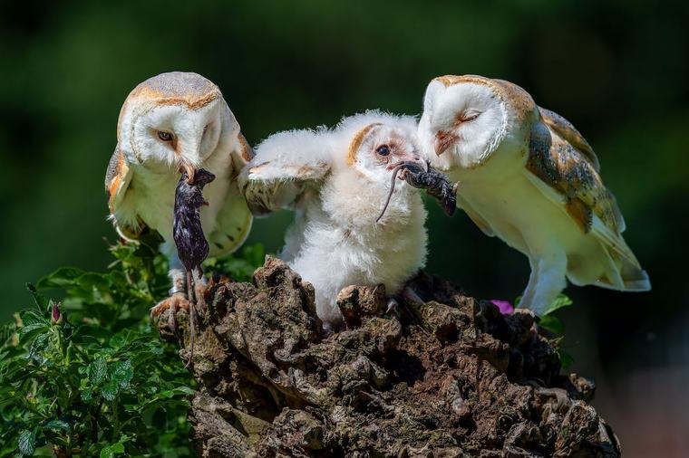 Conservationists celebrate ‘bounty of barn owl chicks’ in Northern Ireland