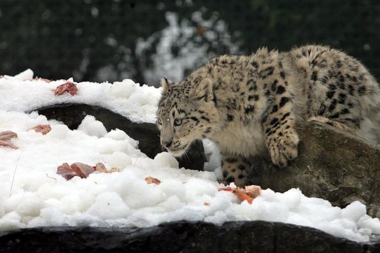 The Ghost of the Mountains by Kulbhushansingh Suryawanshi: What the snow leopard tells us about ourselves