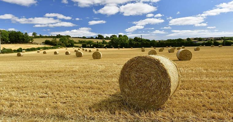 IFA urges minister Heydon to provide immediate cash supports amid fodder crisis
