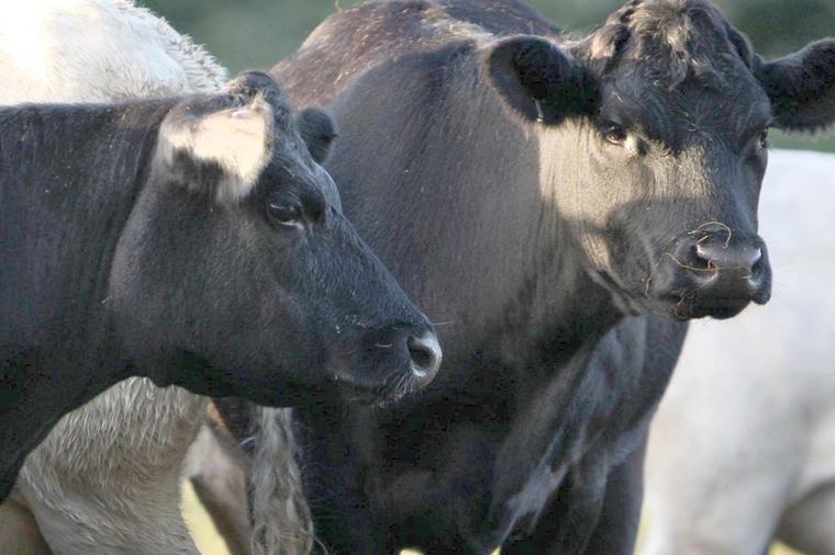 Bluetongue case detected in Co Wexford