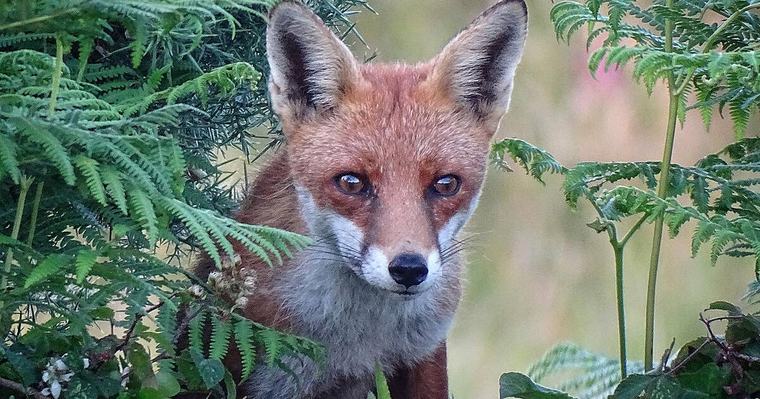 WILDLIFE: The wild riches of West Cork’s hedgerows