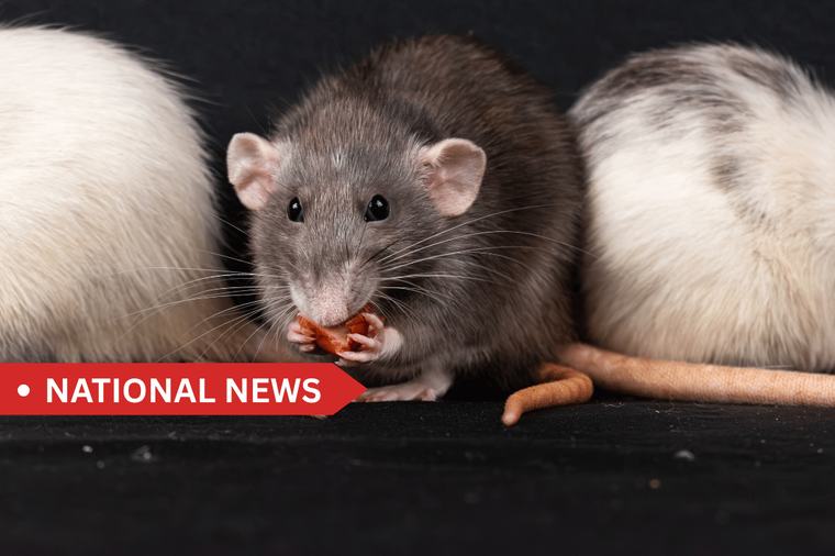 Irish households and businesses warned of 'rat plague' after record-hot summer