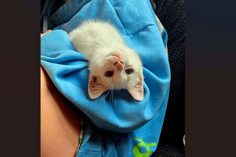 Tipperary Live's August Pets of the Week