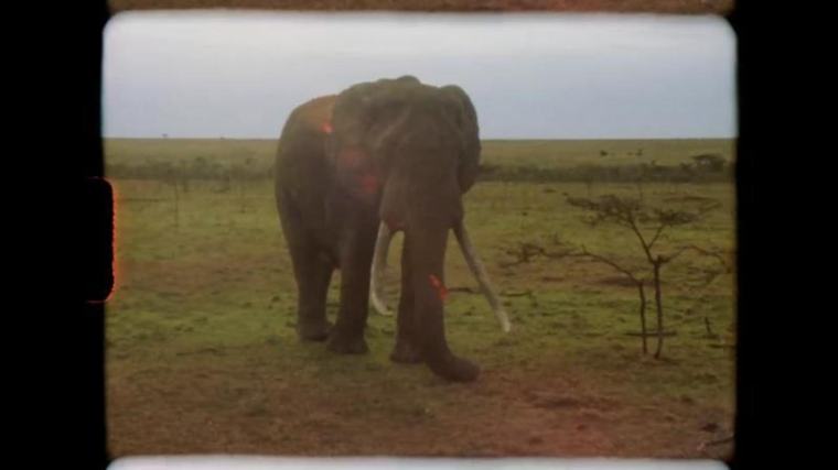 Super Nature review: Beautiful Super 8 footage captures moments of natural splendour